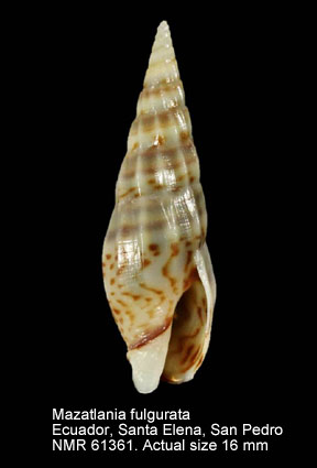 Mazatlania fulgurata.jpg - Mazatlania fulgurata(Philippi,1846)